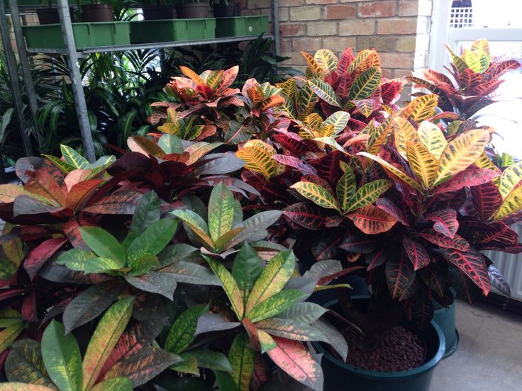 ENGLISH CROTON